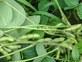 栽培中の枝豆
